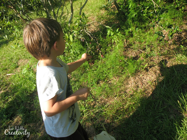 Blueberry picking in June in Florida