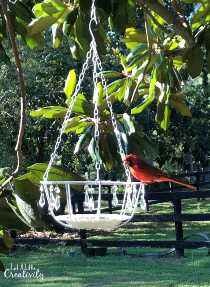 Little red cardinal enjoying the DIY hanging bird feeder
