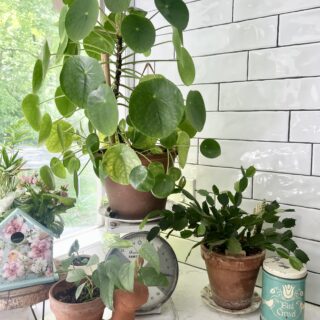 pretty plants in a kitchen window